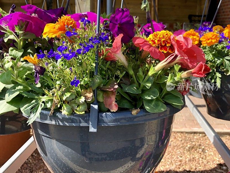 在花园中心的塑料吊篮上，可以看到夏季鲜花、一年生园艺床上植物、盛开的粉红色牵牛花、蓝色半边莲、橙色万寿菊/万寿菊、绿色塑料吊篮